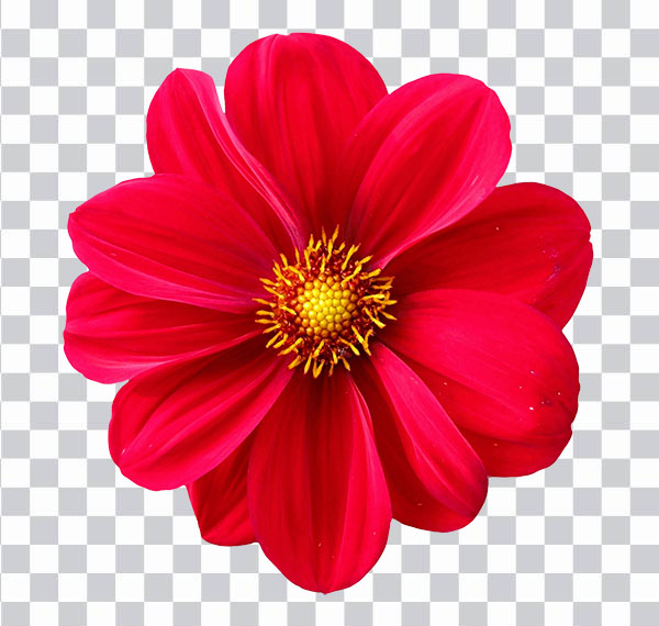 Dahlia Blossom, Red Dahlia Flower, nature png free